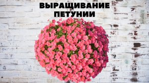 ВЫРАЩИВАНИЕ ПЕТУНИИ ОТ А  ДО  Я