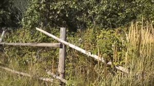 Умирать за «Родину».... Ленинград