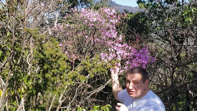 Wild Rhododendron смотреть онлайн