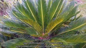 Саговая пальма цикас — уход в домашних условиях