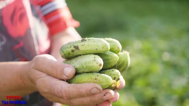 Хотите Собирать ДВА Урожая Огурцов За СЕЗОН? Эта Подкормка Стимулирует ПОВТОРНОЕ Цветение Огурцов! смотреть онлайн