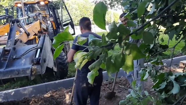 ДРСУ-1: не огорожены деревья, трактор на газоне смотреть онлайн