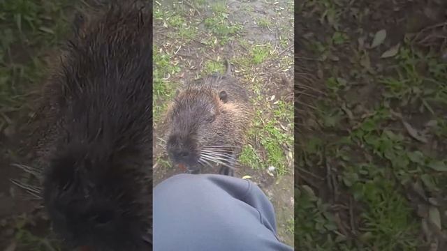 Бобры. Животные. смотреть онлайн