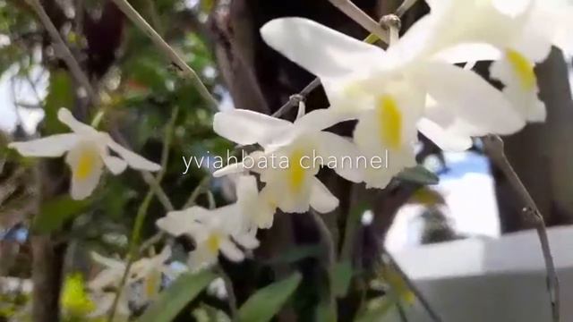 TYPES of ORCHIDS, Phalaenopsis orchids, Oncidium dancing lady orchid, dendrobium crumenatum смотреть онлайн