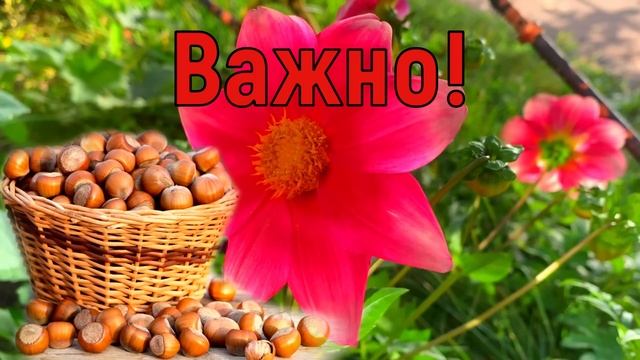 29 августа Ореховый Спас. Что нельзя делать в Ореховый Спас. Народные традиции и приметы и суеверия смотреть онлайн