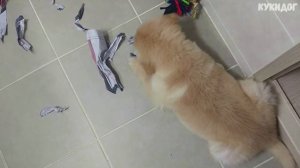 Щенок писает на пол. Как приучили щенка ходить в собачий туалет.
