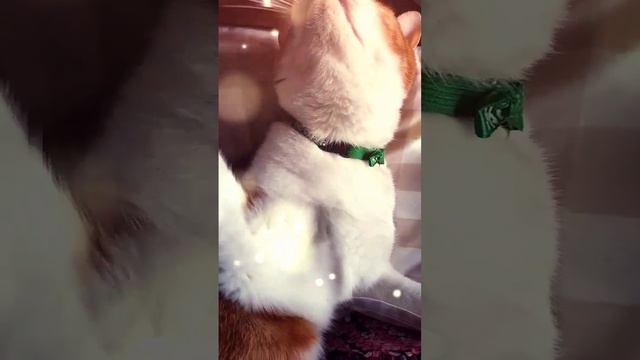 ちょっと目ヤニ取らせて！/Let me take your eye sand!🐱(ROSSINI) смотреть онлайн