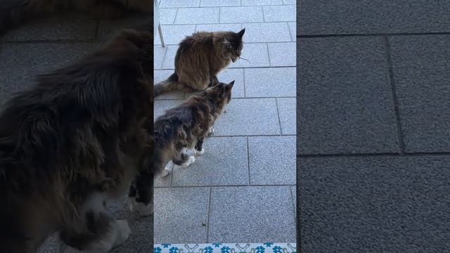 Кот Вилли притащил мышь. Не пускаем! #Shorts смотреть онлайн