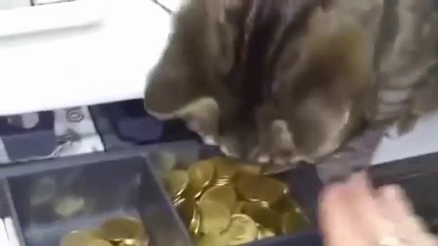 Кот взял мелочь на вискас смотреть онлайн