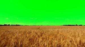 Футажи для видеомонтажа Поле Пшеницы Wheat field