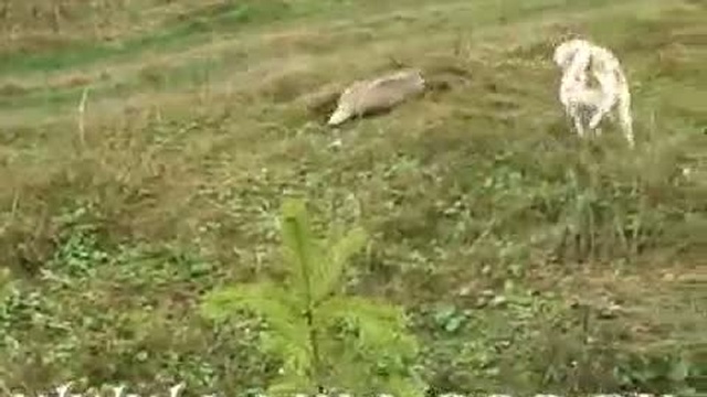 Притравка на барсука щенка смотреть онлайн