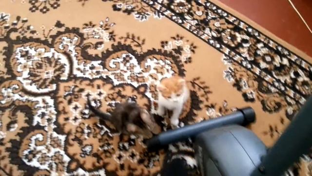 Фредди и Меркури атакуют. смотреть онлайн