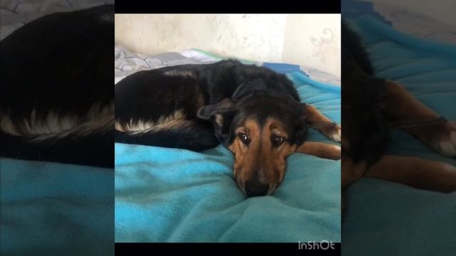 Symiko.ru | Собака Рекс ищет дом. Отдаем бесплатно. Собаки в дар в добрые руки. смотреть онлайн