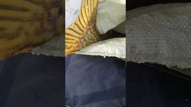 4.07.2019. Рыбалка на Щуку в Усть—Илимске. смотреть онлайн