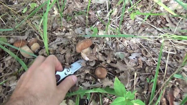 Белые грибы пошли массово! Сбор белых грибов. смотреть онлайн