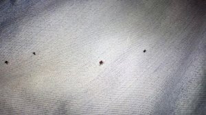 Тестирую средства от клещей. Тест средст от клещей дэта и пикник (picnic)