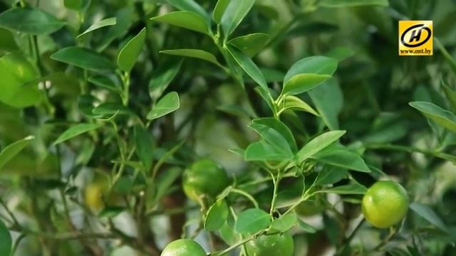 Зелёный дом: Мандариновое дерево и ледяные скульптуры студии ледяного искусства Nice смотреть онлайн