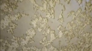 Простая Декоративная  Штукатурка из обычной шпаклевки.Decorative Plaster from ordinary putty.