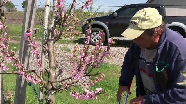 10 - В первые в Украине. Трехпозиционная обрезка персика смотреть онлайн