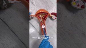 Как берут мазок на онкоцитологию