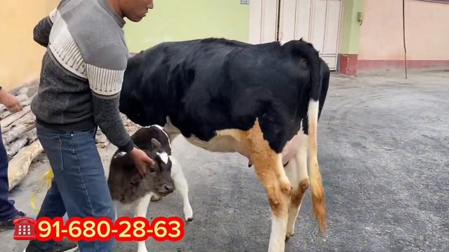 RUZG'OR BOB BUG'OZ VA ENA BOLA SIGRLAR SOTILADI. Dastafka hizmati bor. смотреть онлайн