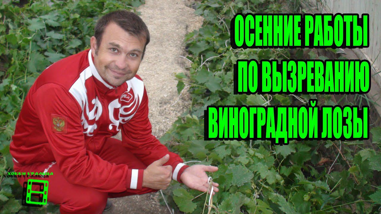 ВЫЗРЕВАНИЕ ВИНОГРАДНОЙ ЛОЗЫ КОМПЛЕКС МЕР. ПОДГОТОВКА ВИНОГРАДНИКА К ЗИМЕ. СЕВЕРНЫЙ ВИНОГРАДНИК С "0" смотреть онлайн