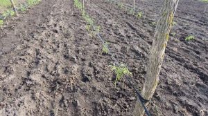 Весенняя посадка малины. Новый участок малины на 50 соток.