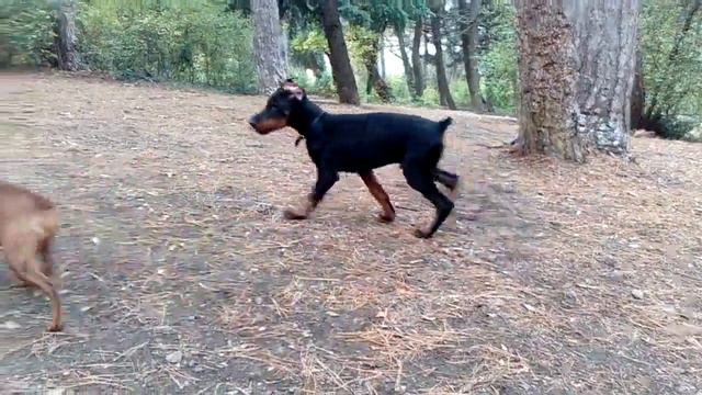 VID 20161103 09123z смотреть онлайн