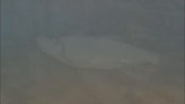 огромные уклейки (0.5 кг). где и как их поймать?