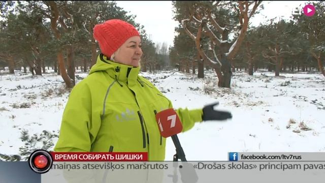 Время собирать шишки смотреть онлайн