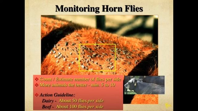 Pasture Fly Management on the Dairy смотреть онлайн