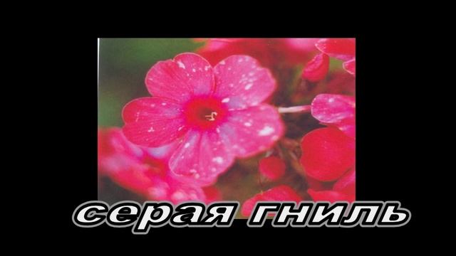 Болезни флоксов смотреть онлайн