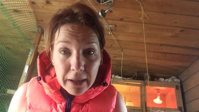 Всем перепеловодам//как не совершить самую главную ошибку в разведении перепела// смотреть онлайн