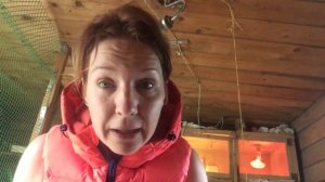 Всем перепеловодам//как не совершить самую главную ошибку в разведении перепела//