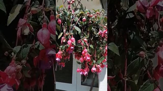 Завядшая фуксия, Fuchsie, Fuchsia, полив фуксии смотреть онлайн