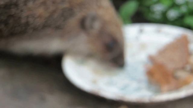 Голодный ёжик против кота..... смотреть онлайн