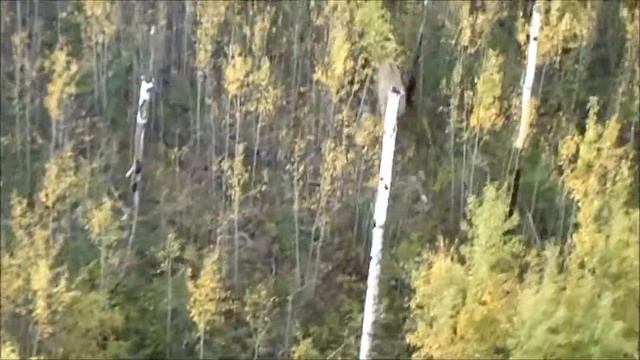 Очень красивый благородный олень. Видеоохота смотреть онлайн