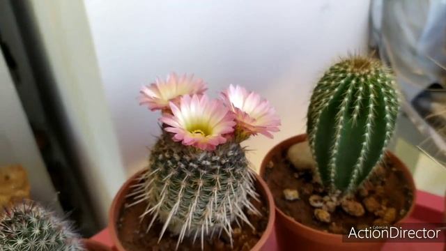 Кактус Пародия расцвел?Parodia Rutilans Blooming