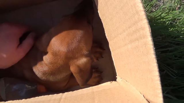 Купил таксёнка, везу домой смотреть онлайн