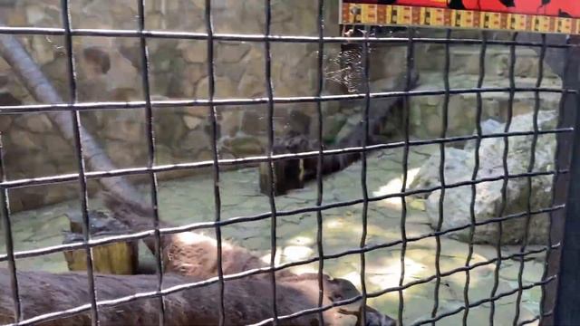 Ялтинский зоопарк «Сказка». Пеликаны. смотреть онлайн