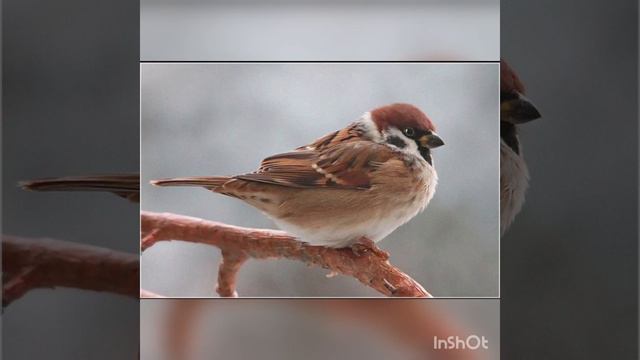 Наверно, когда я стану кошкой.... смотреть онлайн