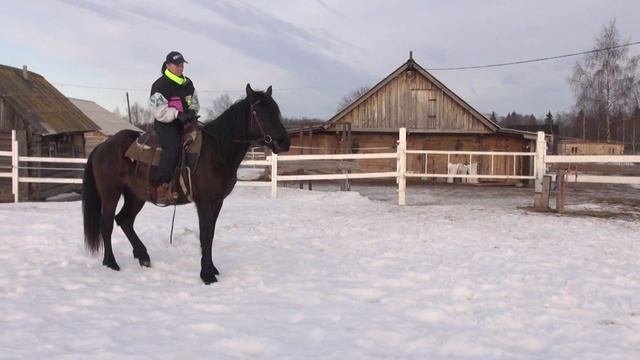 Учим лошадь осаживанию (задний ход) смотреть онлайн