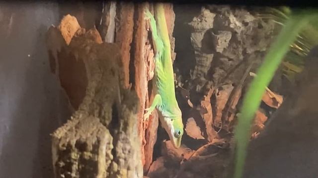 How to keep green anoles in captivity!!(+Info,feeding, setup etc!!) смотреть онлайн