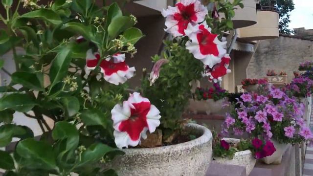 Испания / Цветы уличные