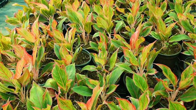 Green Heaven Plantscape Nursery | Amazing Plant Nursery | Large collection | Gurugram Top Nurseries смотреть онлайн