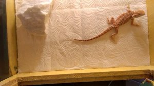 Приручаю бородатую агаму к рукам.