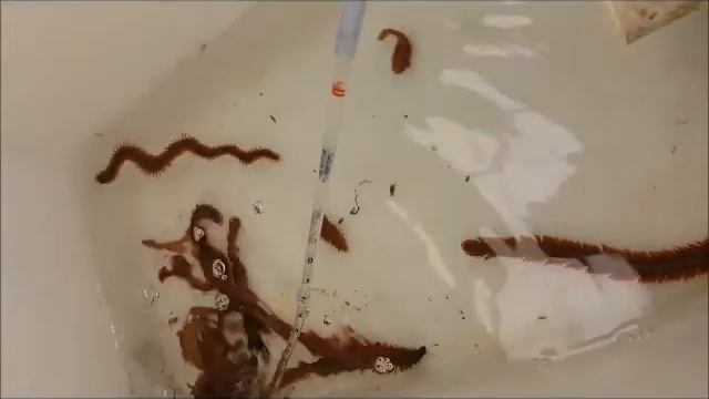 Nereis virens смотреть онлайн