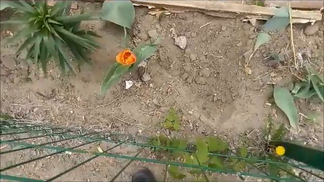 Тюльпаны разные Tulips are different チューリップは違います Tulpen sind anders 郁金香不一样 튤립은 다릅니다 צבעונים שונים смотреть онлайн
