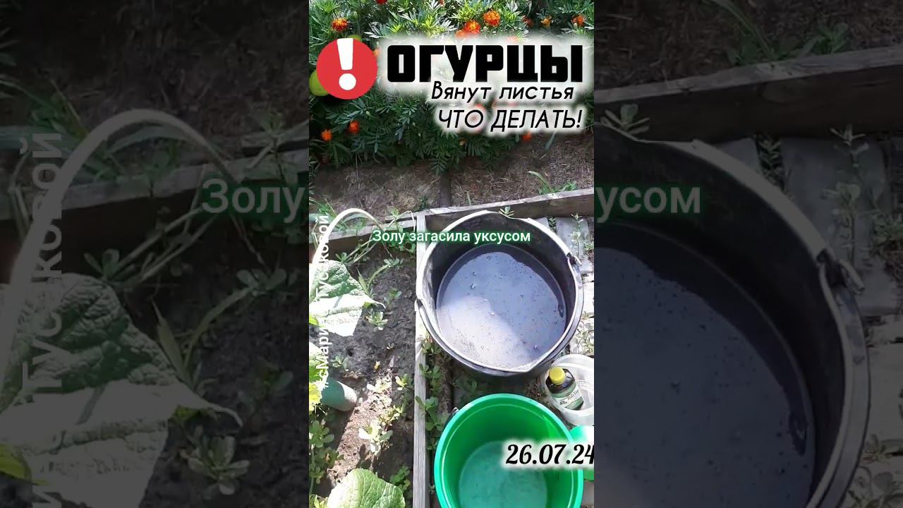 ОГУРЦЫ ЗАБОЛЕЛИ ВЯНУТ ЛИСТЬЯ Что срочно надо сделать | с Мариной Гусаковой смотреть онлайн