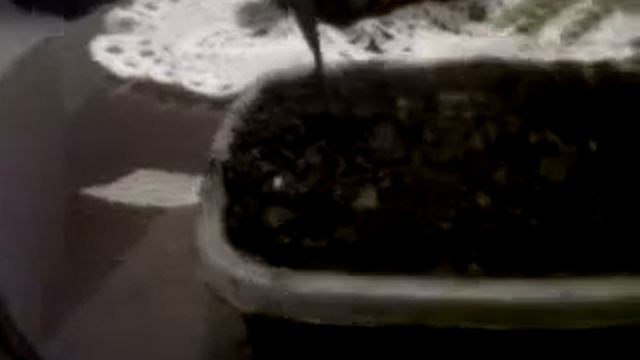 bonsai de acacia y una palma смотреть онлайн